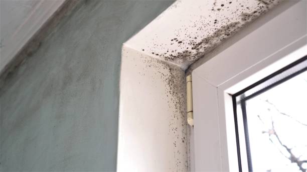 Best Commercial Mold Remediation in Acton, CA