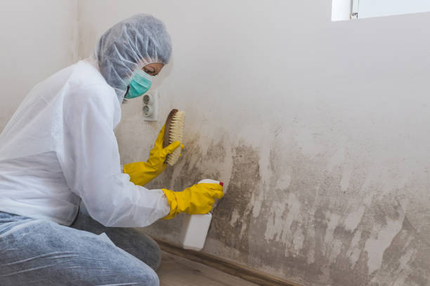 Professional Mold Remediation in Acton, CA