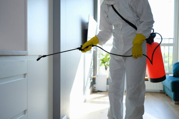 Best Kitchen Mold Remediation in Acton, CA