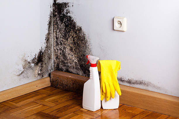 Best Localized Mold Remediation (e.g., coastal areas, humid climates) in Acton, CA