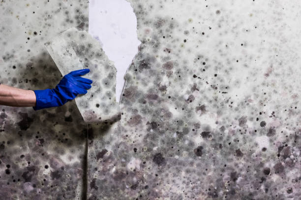Best Black Mold Remediation in Acton, CA