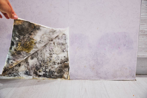 Best Health and Safety Mold Remediation in Acton, CA
